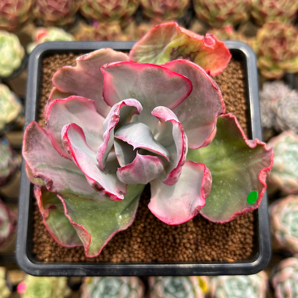 Echeveria 'Flying Cloud' Variegated 2"-3" Succulent Plant Cutting