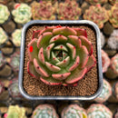 Echeveria 'Hura' Type C 2" Succulent Plant Cutting