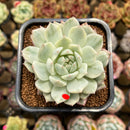 Echeveria 'Tippy' Variegated 2" Succulent Plant Cutting