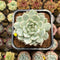 Echeveria 'Tippy' Variegated 2" Succulent Plant Cutting