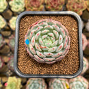 Echeveria 'White Farm' 2" Succulent Plant Cutting
