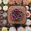 Echeveria 'Super Bowl' 1" Succulent Plant Cutting