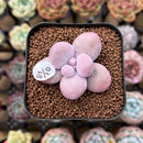 Graptopetalum 'Kupumiin' 1" Succulent Plant Cutting