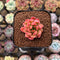 Echeveria Hybrid sp. 1" Flower Village Hybrid Succulent Plant Cutting