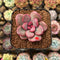 Echeveria 'Apple Candy' 2" Succulent Plant Cutting