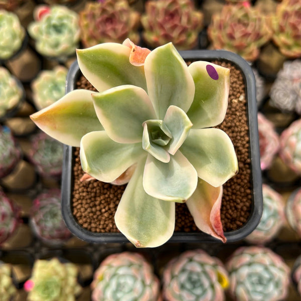 Graptoveria 'Fred Ives' Variegated 2" Succulent Plant Cutting