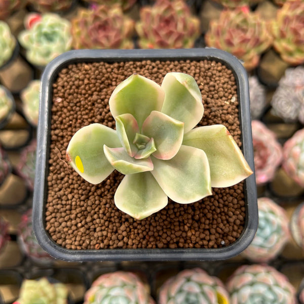 Graptoveria 'Fred Ives' Variegated 2" Succulent Plant Cutting