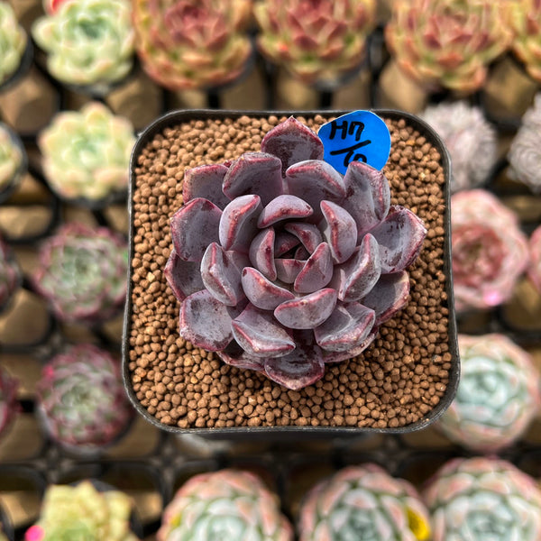 【✦✦1点物✦リメイク✦echeveria✦Jacket✦size1✦✦】 Echeveria 'Black Queen' x 'Laulensis' Selected Clone 2