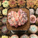 Echeveria Hybrid sp. 1"-2" Flower Village Hybrid Succulent Plant Cutting