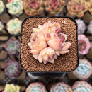 Echeveria Hybrid sp. 1"-2" Flower Village Hybrid Succulent Plant Cutting