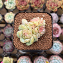 Echeveria 'Back Dam' Jelly Type 2" Flower Village Original Hybrid Succulent Plant Cutting