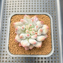 Pachyphytum 'Love Beauty' 2" Succulent Plant Cutting