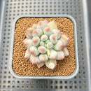 Pachyphytum 'Love Beauty' 2" Succulent Plant Cutting