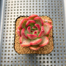 Echeveria 'Neon Rouge' 2" Succulent Plant Cutting