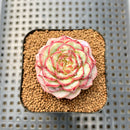 Echeveria 'Red Velvet' 2" Succulent Plant Cutting