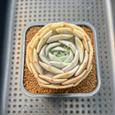 Echeveria 'Cream Latte' 2" Succulent Plant Cutting