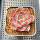Echeveria 'Pinks' 2" Succulent Plant Cutting