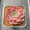 Echeveria 'Pinks' 2" Succulent Plant Cutting