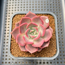 Echeveria 'Pinks' 2" Succulent Plant Cutting