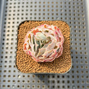 Echeveria 'Shaviana' 1" Succulent Plant Cutting