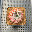 Echeveria 'Shaviana' 1" Succulent Plant Cutting