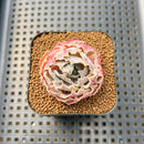 Echeveria 'Shaviana' 1" Succulent Plant Cutting