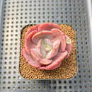 Echeveria 'Purple Tint' 2" Succulent Plant Cutting