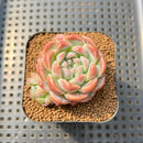 Echeveria 'Watermelon' 2" Succulent Plant Cutting