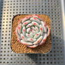Echeveria 'Pink In Veil' 2" Succulent Plant Cutting