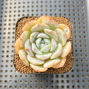 Echeveria 'Heart Emotion' 2" Succulent Plant Cutting