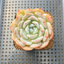 Echeveria 'Heart Emotion' 2" Succulent Plant Cutting