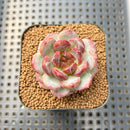 Echeveria 'Davids Chocolate' 2" Succulent New Hybrid Plant Cutting