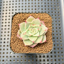 Echeveria 'Ecora' 1" Succulent Plant Cutting