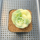 Graptoveria 'Lovely Rose' Variegated 2" Succulent Plant Cutting