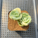 Graptoveria 'Lovely Rose' Variegated 2" Succulent Plant Cutting