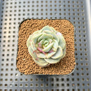 Graptoveria 'Lovely Rose' Unique Variegation 2" Succulent Plant Cutting