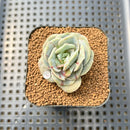 Graptoveria 'Lovely Rose' Unique Variegation 2" Succulent Plant Cutting