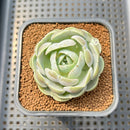 Echeveria 'Heart Angel' 2" Succulent Plant Cutting