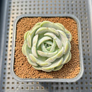 Echeveria 'Heart Angel' 2" Succulent Plant Cutting