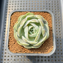 Echeveria 'Heart Angel' 2" Succulent Plant Cutting