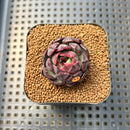 Echeveria 'Black Queen' Hybrid 2" Succulent Plant Cutting