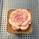 Echeveria 'Honey Blossom' New Hybrid 2" Succulent Plant Cutting