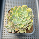 Echeveria Halbingeri Variegated 2" Succulent Plant Cutting