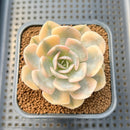 Echeveria Runyonii Variegated (Aka Echeveria 'Akaihosi' Variegated) 2" Succulent Plant Cutting