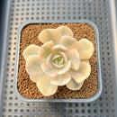 Echeveria Runyonii Variegated (Aka Echeveria 'Akaihosi' Variegated) 2" Succulent Plant Cutting