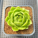 Echeveria Agavoides 'Snow Peak' Mutated 2" Succulent Plant Cutting