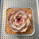 Echeveria 'Raley' 2" Succulent Plant Cutting