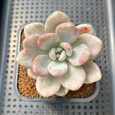 Graptoveria 'Opalina' Unique Variegation 2" Succulent Plant Cutting