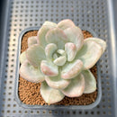 Graptoveria 'Opalina' Unique Variegation 2" Succulent Plant Cutting