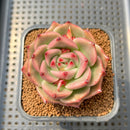 Echeveria Agavoides 'Space Rose' 2" Succulent Plant Cutting